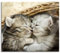 Baby Katze Herdabdeckplatte & Spritzschutz aus Echtglas | Für Herd-Kochfelder | 60x52 cm