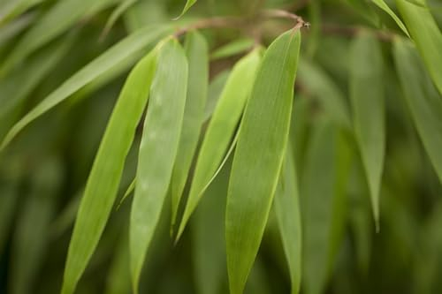 Fargesia rufa 60–80 cm – Winterhart, Immergrün, Pflegeleicht – Roter Schirmbambus – Heckenpflanze für Garten & Sichtschutz