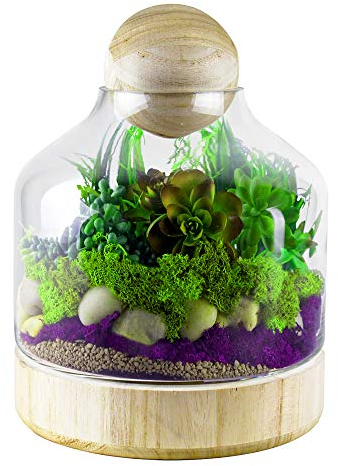 CYS EXCEL Récipient en verre pour terrarium (H : 25,4 cm x l : 17,8 cm) | Plusieurs choix de tailles avec base en bois et couvercle | Vase pour terrarium