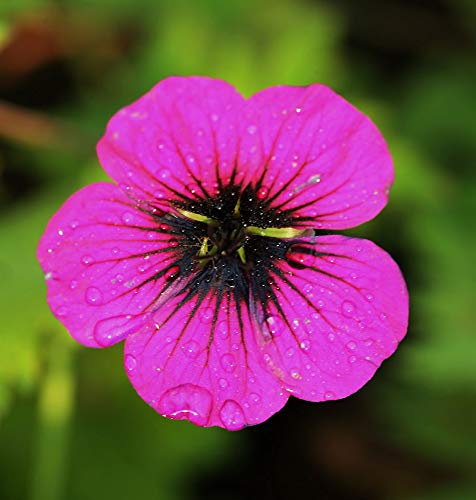 Schwarzäugiger Storchschnabel Ann Folkard - Geranium psilostemon - lebende Gartenpflanze aus den Baumschulen