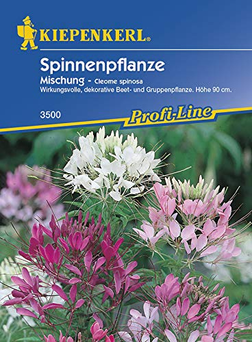 Cleome spinosa Spinnenpflanze Mischung