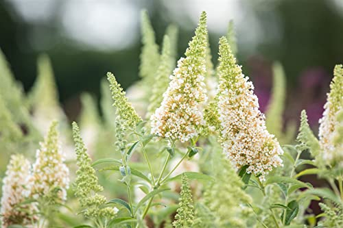 Buddleja 'Buzz Ivory' -R- 40-60 cm - Zwerg-Schmetterlingsflieder, cremeweiße Blüten, Blütezeit Juni-September, Schmetterlingsmagnet, kompakt und pflegeleicht