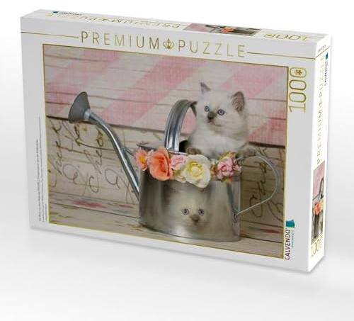 CALVENDO Puzzle EIN Motiv aus dem Kalender RAGDOLLS Impressionen aus der Kinderstube | 1000 Teile Lege-Größe 64 x 48 cm Foto-Puzzle für glückliche Stunden