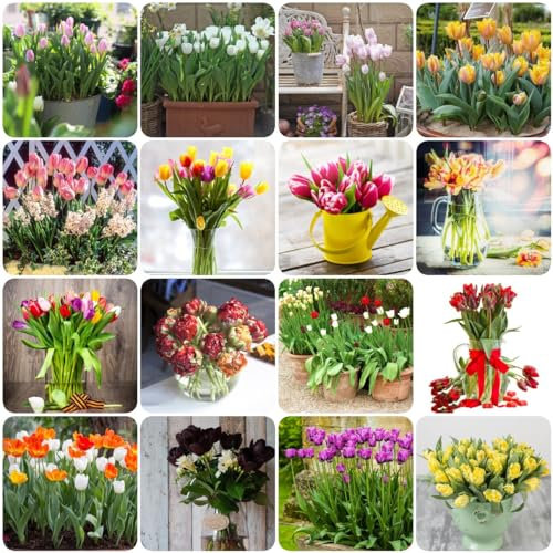 3 pcs tulpenzwiebeln winterhart mehrjährig - pflanze dachbegrünung geschenke für ältere menschen tulpenzwiebel,tulpen zwiebeln, flower winterlinge zwiebeln winterhart mehrjährig deko
