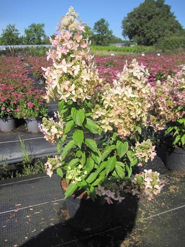 Hydrangea paniculata Confetti - Rispenhortensie Confetti - 40-60cm