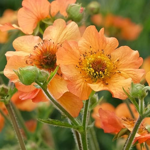 Geum Totally Tangerine Avens Hardy Outdoor Deciduous Flowering Perennial Garden Plants in Plant Pot (9cm Pot, 15-30cm)
