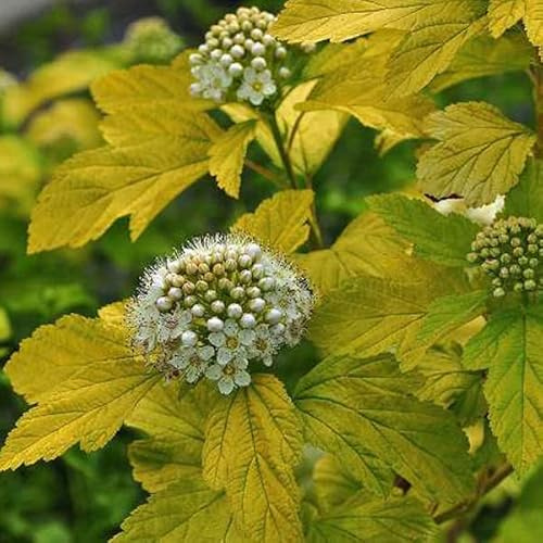 Blasenspiere 'Dart's Gold' - Physocarpus opulifolius 'Dart's Gold' - 30-40 cm Topf - Gelblaubiger Zierstrauch