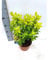 Choisya ternata 'Sundance' 40–60 cm – Immergrüne Orangenblume im Topf – Duftender Zierstrauch mit goldgelbem Laub – Pflegeleicht & winterhart – Ideal für Garten & Kübel