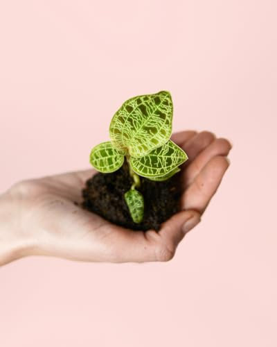 Jewel Orchid Macodes Petola | Mini Planta Natural | Pur Plant