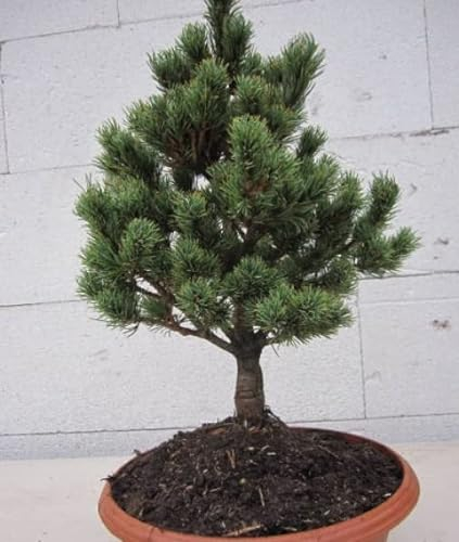Pinus parviflora Hagoromo - Zwerg-Mädchenkiefer - 20-25cm