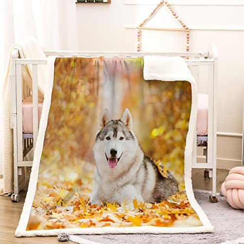 Kuscheldecke 150x200 Sibirischer Husky 3D Tierischer Hund Warm Fleece-Decke Weich Flauschige Sherpa Wohndecke Microfaser Sofadecke Couchdecke Zweiseitige Decke Dekor Schlafzimmer Kollektion Winter
