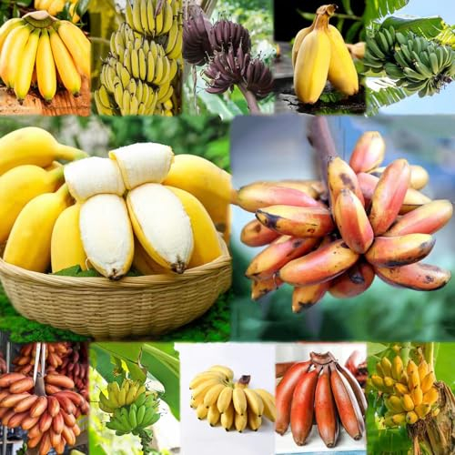 150 pcs bananensamen kaufen - dekoration winterharte balkonpflanzen bananenbaum bananen samen,Musa sikkimensis, obst samen seed büropflanzen pflanzensamen zimmerpflanzen