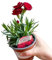 Clavel COLOR ROJO | DECOALIVE | Planta Natural con Flor