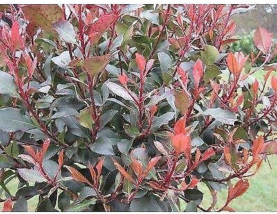 Photinia X Fraseri Little Red Robin Plant In 9cm Pot : Seeds Only