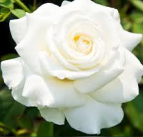 Rose Plants for Garden, White/Cream Blooms, Fragrant Outdoor Roses, 3 Litre Pot