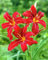 Portal Cool Hemerocallis rote Korsar - Taglilie, In 1Ltr Pot
