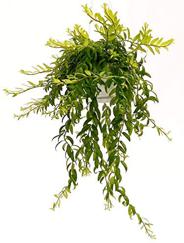 POWERS TO FLOWERS - AESCHYNANTHUS JAPHROLEPIS, pianta vera