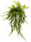 POWERS TO FLOWERS - AESCHYNANTHUS JAPHROLEPIS, pianta vera