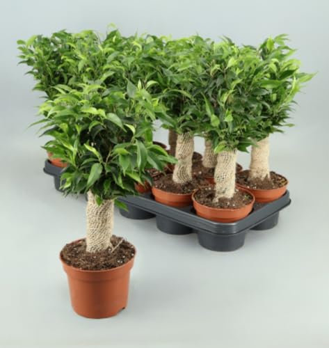 Pack de 3 Plantas naturales de interior Ficus benjamina Natasja en copa, 30 cm. Arbusto compacto de hojas verdes brillantes, ideal para interiores. Segura Garden.