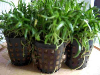 Mühlan Wasserpflanzen 3 Töpfe Neuseelandgras, Rasen im Aquarium