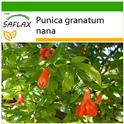 SAFLAX - Zwerg - Granatapfel - 50 Samen - Mit keimfreiem Anzuchtsubstrat - Punica granatum nana
