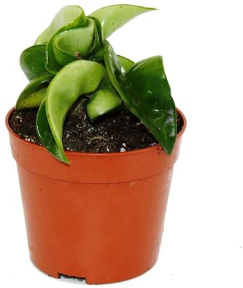 exotenherz Mini planta – Hoya carnosa compacta – Flor de porcelana carnosa – Flor de cera – Planta de bebé – Maceta de 6,5 cm