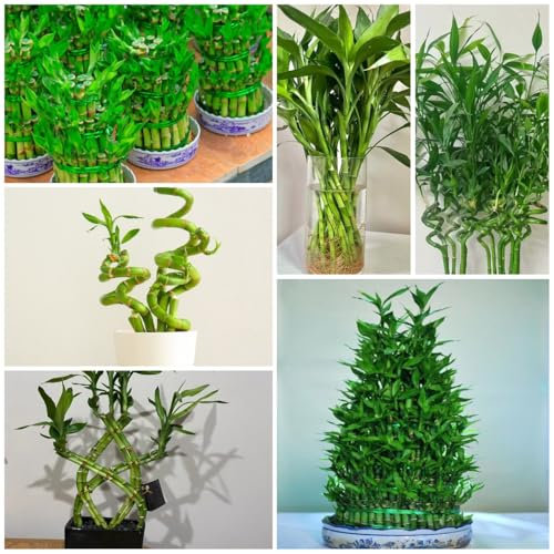 60 pcs glücksbambus samen pflanzen samen zimmerpflanzen samen winterharte stauden mehrjährig, exotische samen balkon deko kleine geschenke topfpflanzen indoor garten winterfeste pflanzen
