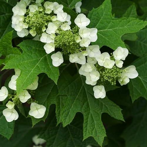 Eichenblatthortensie - Hydrangea Quercifolia - 30-40 cm Topf - Eichenblättriges Laub im Herbst