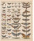 Meishe Art Poster Kunstdrucke Plakatdruck Moth Insekten Rassen Identifizierung Bezug Sammlung Abbildung Spezies Entomologie Klassenzimmer Plakate Drucken Wand Dekor(40cmx50cm)