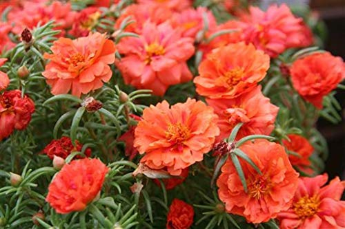 Fresh 500 Seeds - Semi Moss Rose Orange Ground Cover:Seeds