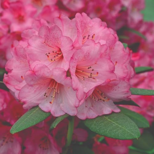 Rhododendron ‘Wine and Roses’ | Compact Evergreen Shrub with Pink Flowers & Wine-Red Leaf Undersides Spring Flowering Garden Shrub 15cm Pot x 1 By Thompson & Morgan