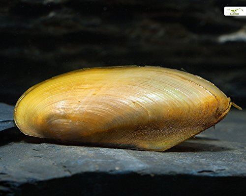 Garnelio - Tropische Muschel, Pilsbryoconcha exi - 3er Gruppe