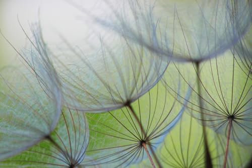 A.S. Création Fototapete Dendelions 3,75 m x 2,50 m - WALLLOVE Tapete mit Pusteblumen in Grün, Grau inkl. Kleister - DD129569