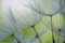 A.S. Création Fototapete Dendelions 3,75 m x 2,50 m - WALLLOVE Tapete mit Pusteblumen in Grün, Grau inkl. Kleister - DD129569