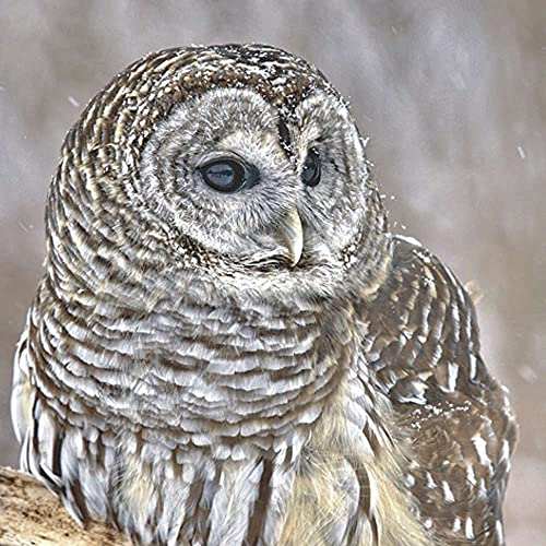 linoows Servietten 20 Stück, Streifenkautz, Nordamerikanische Eule, Barred Owl 33x33