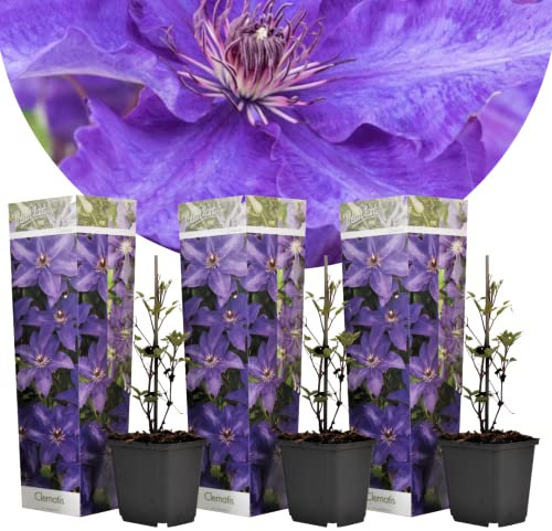 Plant in a Box - Clematis 'The President' - Set of 3 - Climbing Plant with Clear Purple Flowers - Pot 9cm - Height 25-40cm