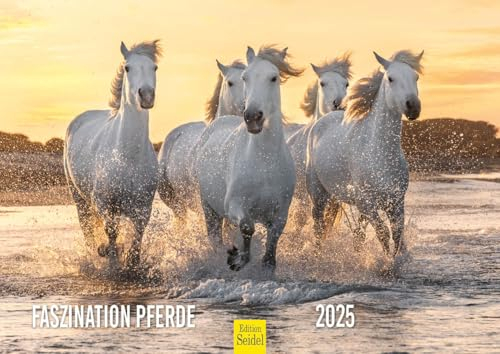 Edition Seidel Premium Kalender Faszination Pferde 2025 Format DIN A4 Wandkalender Pferdekalender Pferd Tiere Fohlen Stute Hengst Pony