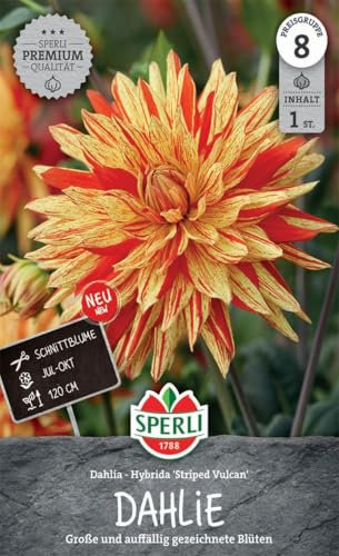 Sperli Dekorative Dahlie Striped Vulkan 267693 - Große und auffällige gezeichnete Blüten mit einer Wuchshöhe von 120 cm und einem Inhalt für eine Pflanze - Blumensamen, Saatgut