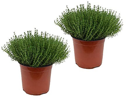 Tomillo Pack de 2 Unidades Plantas Aromáticas Naturales para Cultivar en Casa