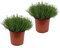 Tomillo Pack de 2 Unidades Plantas Aromáticas Naturales para Cultivar en Casa
