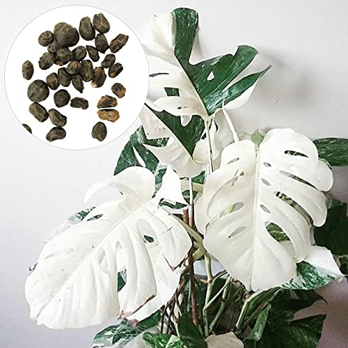Luojuny Semillas de Monstera Deliciosa, 30 Piezas de Semillas de Crecimiento rápido, llenas de vitalidad, tolerantes a la sequía, Alta tasa de Supervivencia, Bien adaptadas, fácil germinación, ja