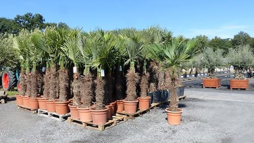 gruenwaren jakubik gruenwaren: XXXL 220-250 cm, Stamm 80-100 cm, Trachycarpus fortunei Hanfpalme, winterharte Palme bis -18°C