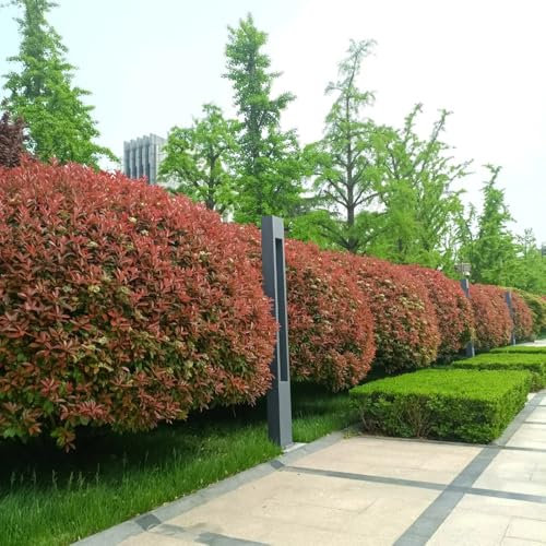 500 pcs Glanzmispel Red Robin Samen, gartenarbeit balkonpflanzen Glanzmispel Samen geschenke für gartenliebhaber pflanzen topf balkongarten pflanztopf balkon beet pflanzendeko pflanztöpfe