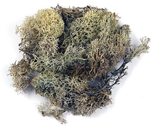 Rayher 8503231 Islandmoos, natur, Btl. 100 g, echtes Natur-Moos (Island), konserviert, gereinigt, zum Basteln, Deko-Moos zu Ostern, Weihnachten, für den Modellbau