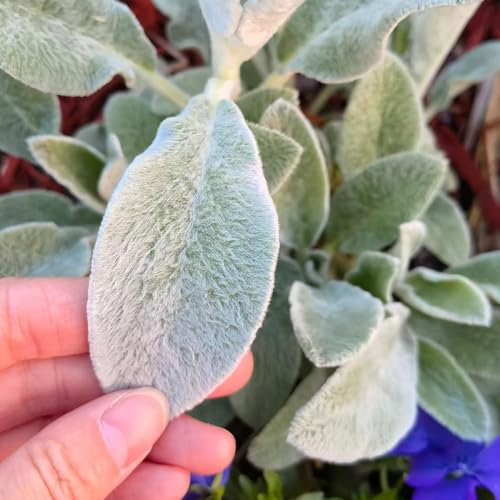 200 Pcs Wollziest Pflanze Kaufen Samen - Kräuter Samen, Bonsai Samen, Gartendeko Für Draußen (Stachys Byzantina) Samen Kräuter, Steingartenpflanzen Winterhart Gartenblumen Küchenkräuter