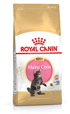Royal Canin Katzenfutter Feline Kitten Maine Coon 36, 10 kg, 1er Pack (1 x 10 kg)