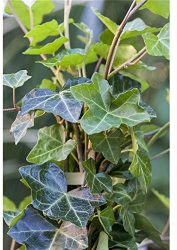 Hedera helix hibernica Großblättriger irischer Efeu im Topf gewachsen (60-100cm)