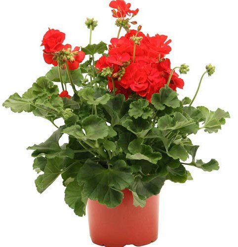 Pianta di Fiori Geranio Edera Parigino Zonali in vaso ø14 cm COLORI CASUALI