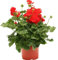 Pianta di Fiori Geranio Edera Parigino Zonali in vaso ø14 cm COLORI CASUALI