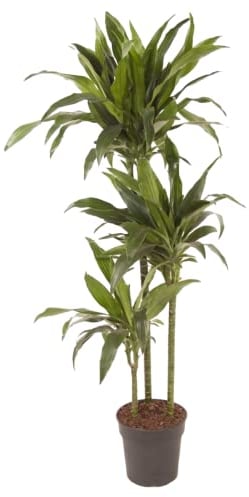 Plant in a Box - Dracaena fragrans Janet Craig - Planta de interior grande - Fácil de cuidar - Hojas verde oscuro - Planta de interior auténtica - Maceta 24cm - Altura 140-150cm